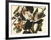 Black-Billed Cuckoo, 1822-John James Audubon-Framed Giclee Print