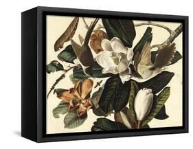 Black-Billed Cuckoo, 1822-John James Audubon-Framed Stretched Canvas