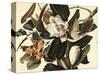Black-Billed Cuckoo, 1822-John James Audubon-Stretched Canvas