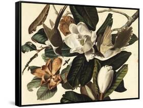 Black-Billed Cuckoo, 1822-John James Audubon-Framed Stretched Canvas