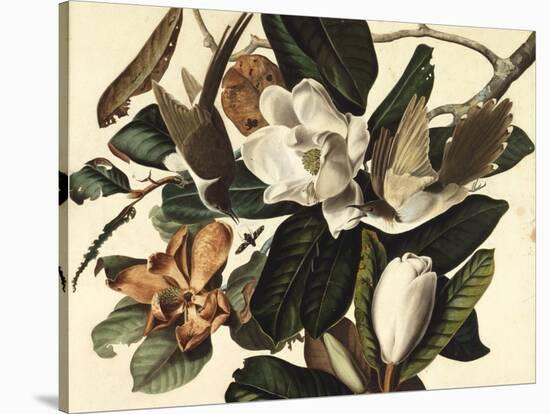 Black-Billed Cuckoo, 1822-John James Audubon-Stretched Canvas