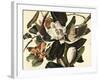 Black-Billed Cuckoo, 1822-John James Audubon-Framed Giclee Print