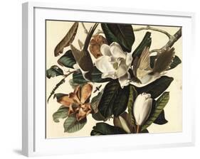 Black-Billed Cuckoo, 1822-John James Audubon-Framed Giclee Print