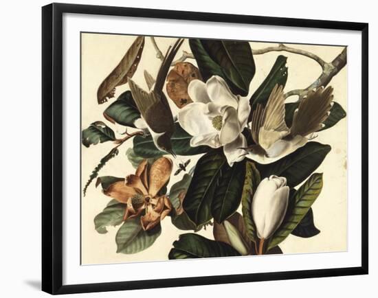 Black-Billed Cuckoo, 1822-John James Audubon-Framed Giclee Print