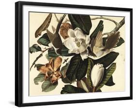 Black-Billed Cuckoo, 1822-John James Audubon-Framed Giclee Print