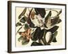 Black-Billed Cuckoo, 1822-John James Audubon-Framed Giclee Print