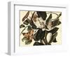 Black-Billed Cuckoo, 1822-John James Audubon-Framed Giclee Print