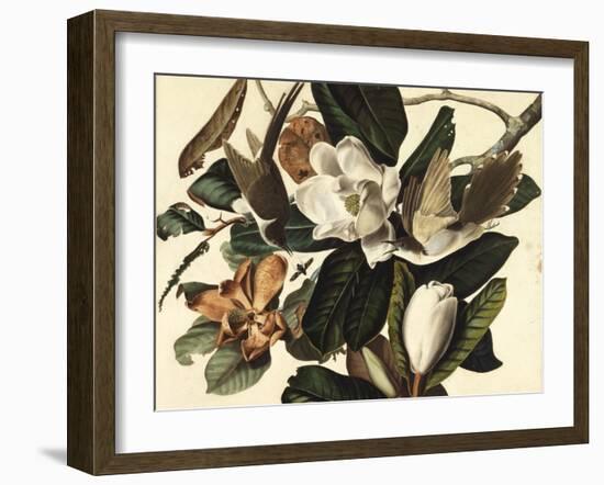 Black-Billed Cuckoo, 1822-John James Audubon-Framed Giclee Print