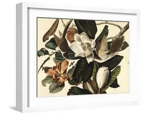 Black-Billed Cuckoo, 1822-John James Audubon-Framed Giclee Print