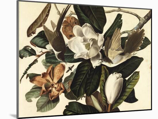 Black-Billed Cuckoo, 1822-John James Audubon-Mounted Giclee Print