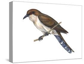 Black-Billed Cuckoo (Coccyzus Erythropthalmus), Birds-Encyclopaedia Britannica-Stretched Canvas
