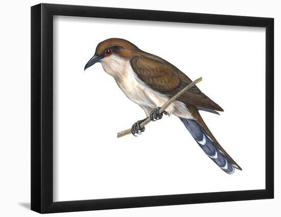 Black-Billed Cuckoo (Coccyzus Erythropthalmus), Birds-Encyclopaedia Britannica-Framed Poster