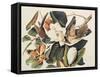 Black-Billed Cuckoo on Magnolia Grandiflora, 1828-John James Audubon-Framed Stretched Canvas