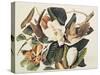 Black-Billed Cuckoo on Magnolia Grandiflora, 1828-John James Audubon-Stretched Canvas