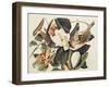 Black-Billed Cuckoo on Magnolia Grandiflora, 1828-John James Audubon-Framed Giclee Print