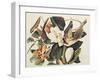 Black-Billed Cuckoo on Magnolia Grandiflora, 1828-John James Audubon-Framed Giclee Print