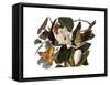 Black-Billed Cuckoo-John James Audubon-Framed Stretched Canvas