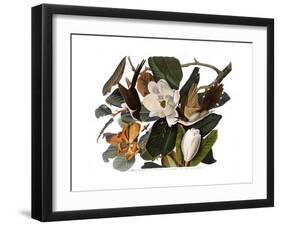 Black-Billed Cuckoo-John James Audubon-Framed Giclee Print