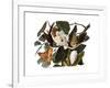 Black-Billed Cuckoo-John James Audubon-Framed Giclee Print