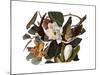 Black-Billed Cuckoo-John James Audubon-Mounted Giclee Print