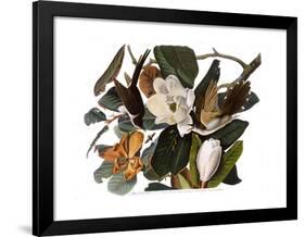 Black-Billed Cuckoo-John James Audubon-Framed Giclee Print