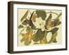 Black-Billed Cuckoo-John James Audubon-Framed Art Print