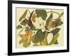 Black-Billed Cuckoo-John James Audubon-Framed Art Print