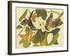 Black-Billed Cuckoo-John James Audubon-Framed Art Print