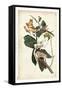 Black-billed Cuckoo-John James Audubon-Framed Stretched Canvas
