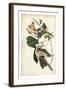 Black-billed Cuckoo-John James Audubon-Framed Art Print