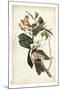 Black-billed Cuckoo-John James Audubon-Mounted Art Print