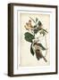 Black-billed Cuckoo-John James Audubon-Framed Art Print