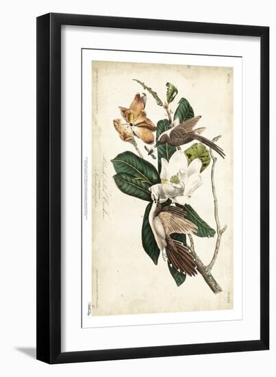 Black-billed Cuckoo-John James Audubon-Framed Art Print