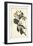 Black-billed Cuckoo-John James Audubon-Framed Art Print