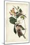 Black-billed Cuckoo-John James Audubon-Mounted Art Print