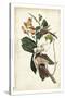 Black-billed Cuckoo-John James Audubon-Stretched Canvas