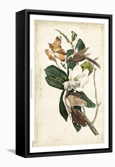 Black-billed Cuckoo-John James Audubon-Framed Stretched Canvas