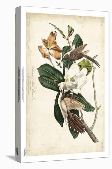 Black-billed Cuckoo-John James Audubon-Stretched Canvas