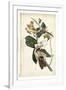 Black-billed Cuckoo-John James Audubon-Framed Art Print