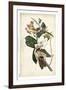 Black-billed Cuckoo-John James Audubon-Framed Art Print