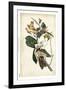 Black-billed Cuckoo-John James Audubon-Framed Art Print