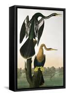 Black-Billed Darter, from 'Birds of America', engraved by Robert Havell-John James Audubon-Framed Stretched Canvas