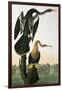 Black-Billed Darter, from 'Birds of America', engraved by Robert Havell-John James Audubon-Framed Giclee Print