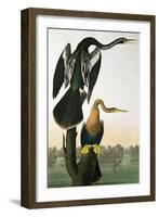 Black-Billed Darter, from 'Birds of America', engraved by Robert Havell-John James Audubon-Framed Giclee Print