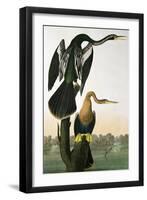 Black-Billed Darter, from 'Birds of America', engraved by Robert Havell-John James Audubon-Framed Giclee Print