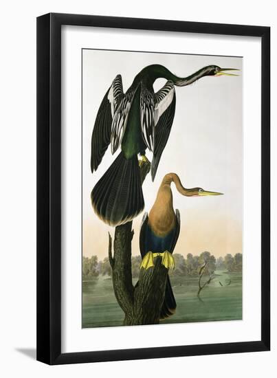 Black-Billed Darter, from 'Birds of America', engraved by Robert Havell-John James Audubon-Framed Giclee Print