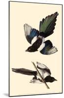 Black-Billed Magpie-null-Mounted Poster