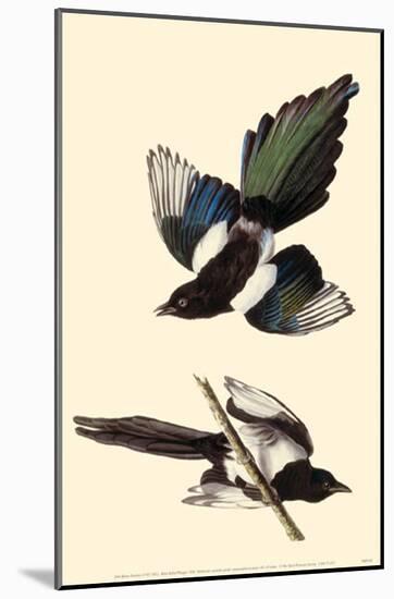 Black-Billed Magpie-null-Mounted Poster