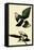 Black-Billed Magpie-John James Audubon-Framed Stretched Canvas