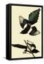 Black-Billed Magpie-John James Audubon-Framed Stretched Canvas
